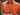 Criquet Throwback Players Shirt in Burnt Orange